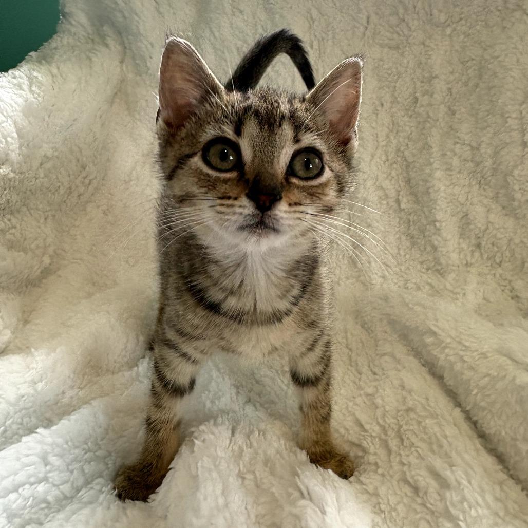 Daria, a Adoptable Domestic Short Hair in Louisville, KY image 4/6