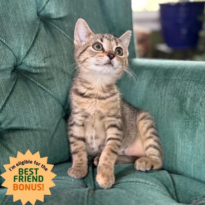 Daria, a Adoptable Domestic Short Hair in Louisville, KY image 2/6