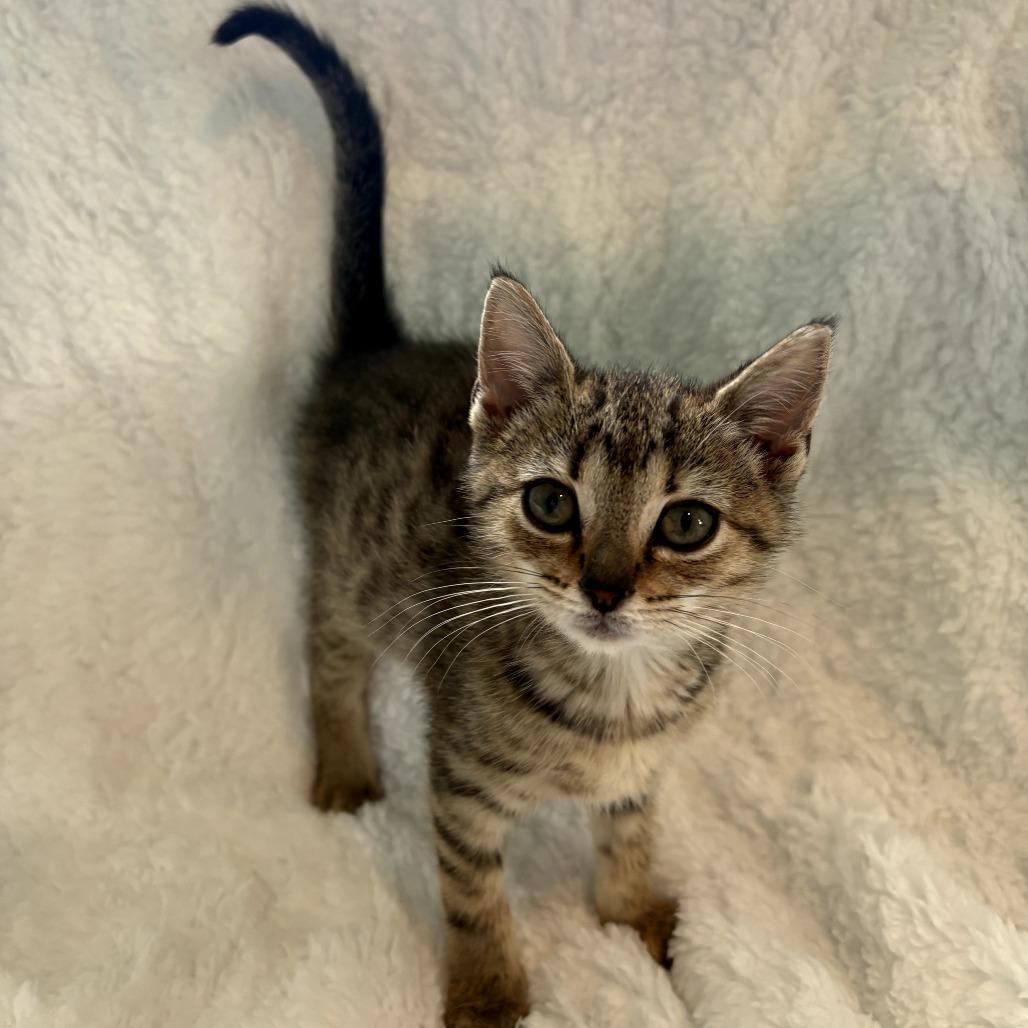 Daria, a Adoptable Domestic Short Hair in Louisville, KY image 6/6