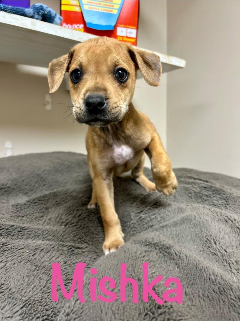 Mishka, Adoptable, Puppy Female Husky.
