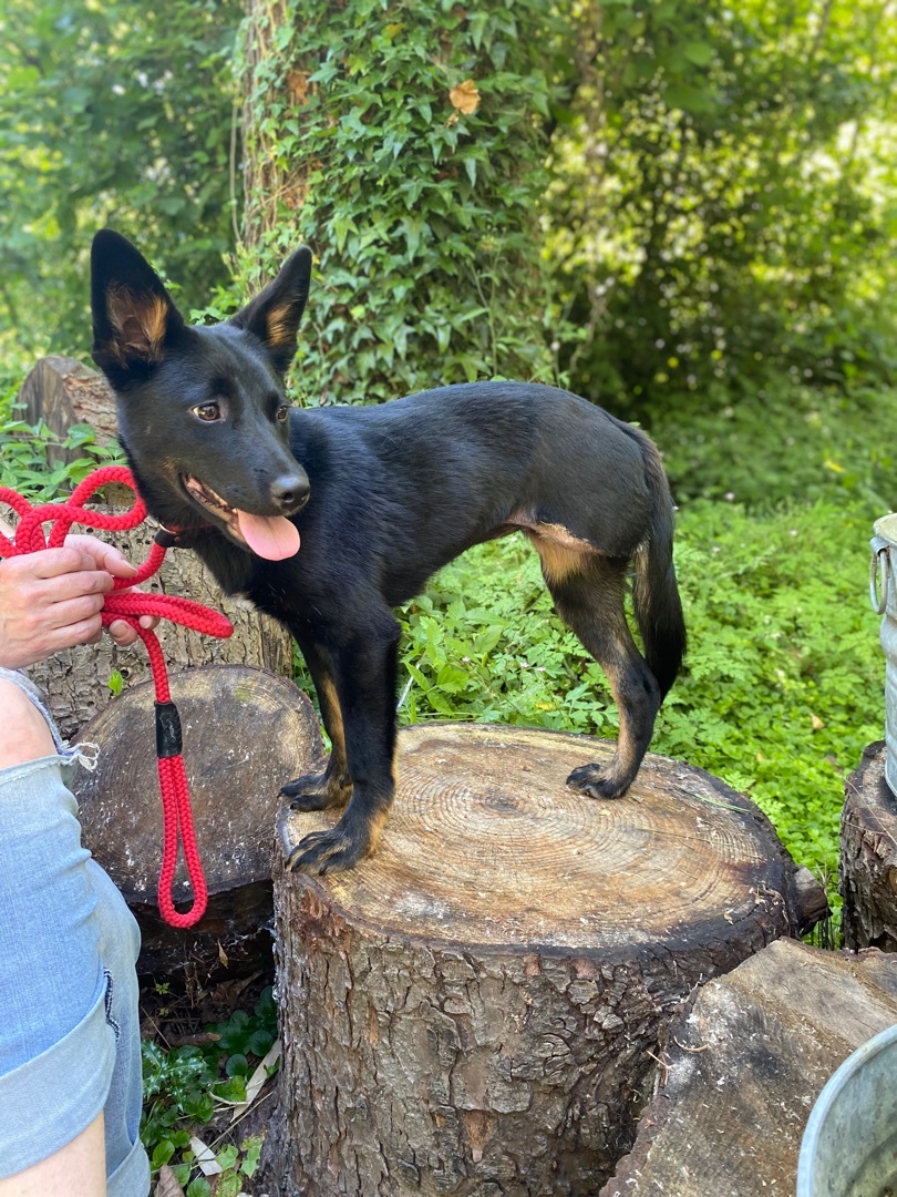 Nancy, Adoptable, Puppy Female German Shepherd Dog.