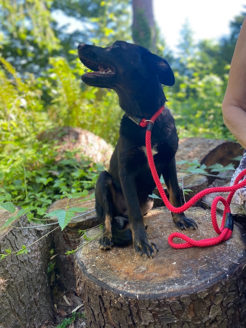 Nancy, a Adoptable mixed breed in Snoqualmie, WA image 5/6