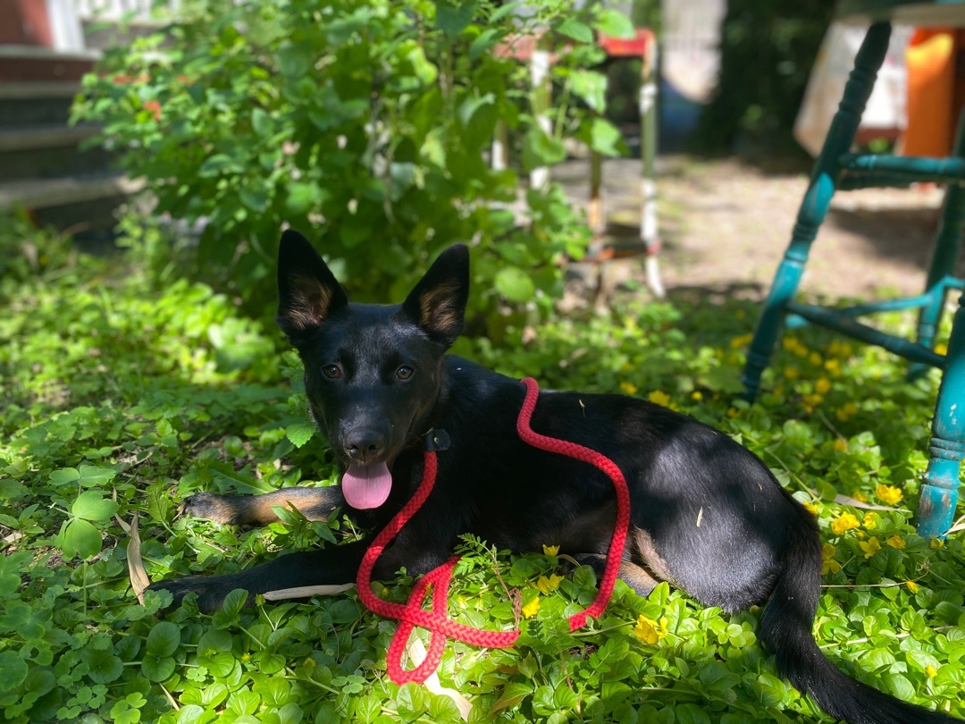 Nancy, a Adoptable mixed breed in Snoqualmie, WA image 6/6