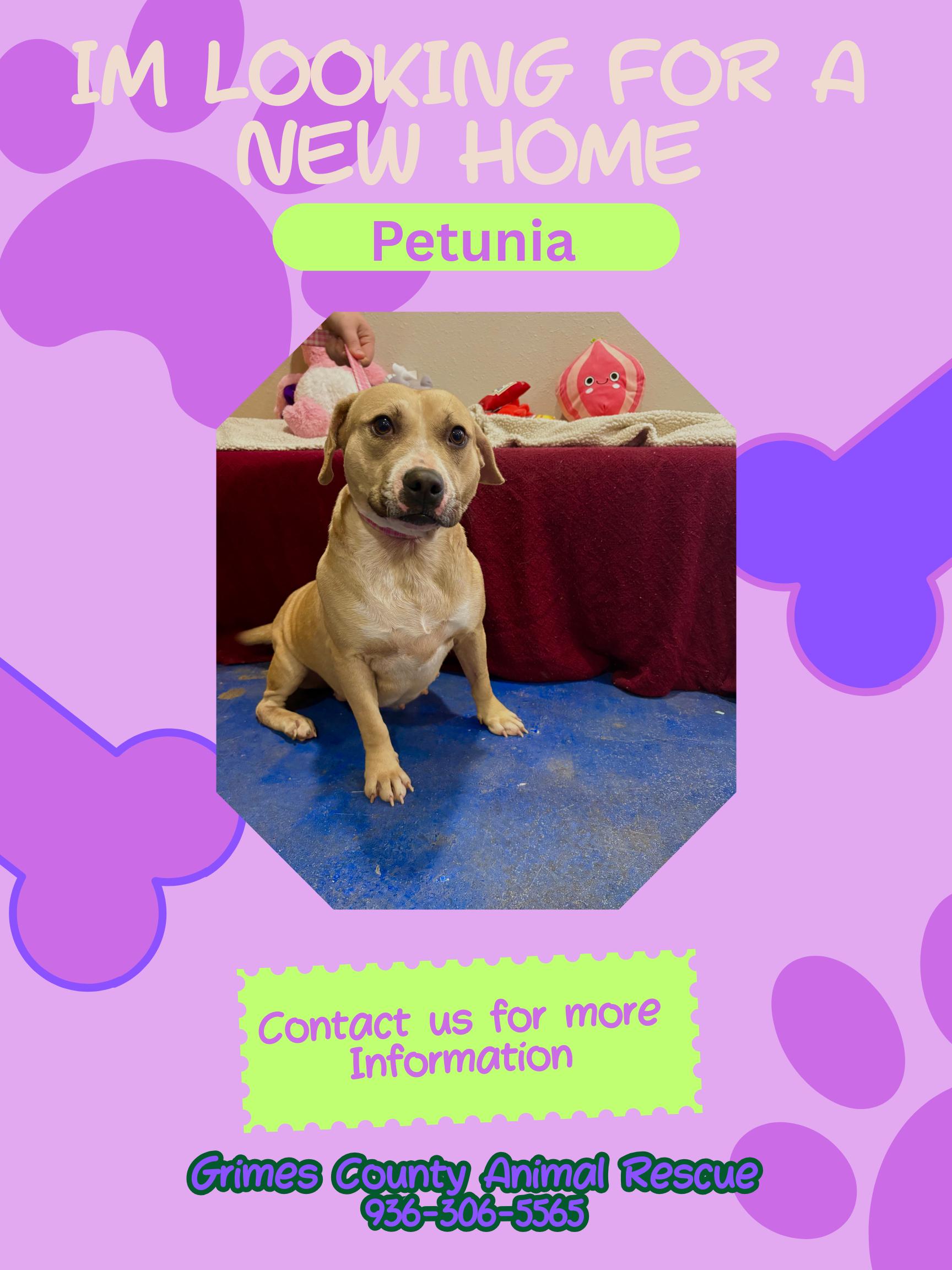 Petuina, ADOPTABLE, Adult Female Pit Bull Terrier & Beagle.