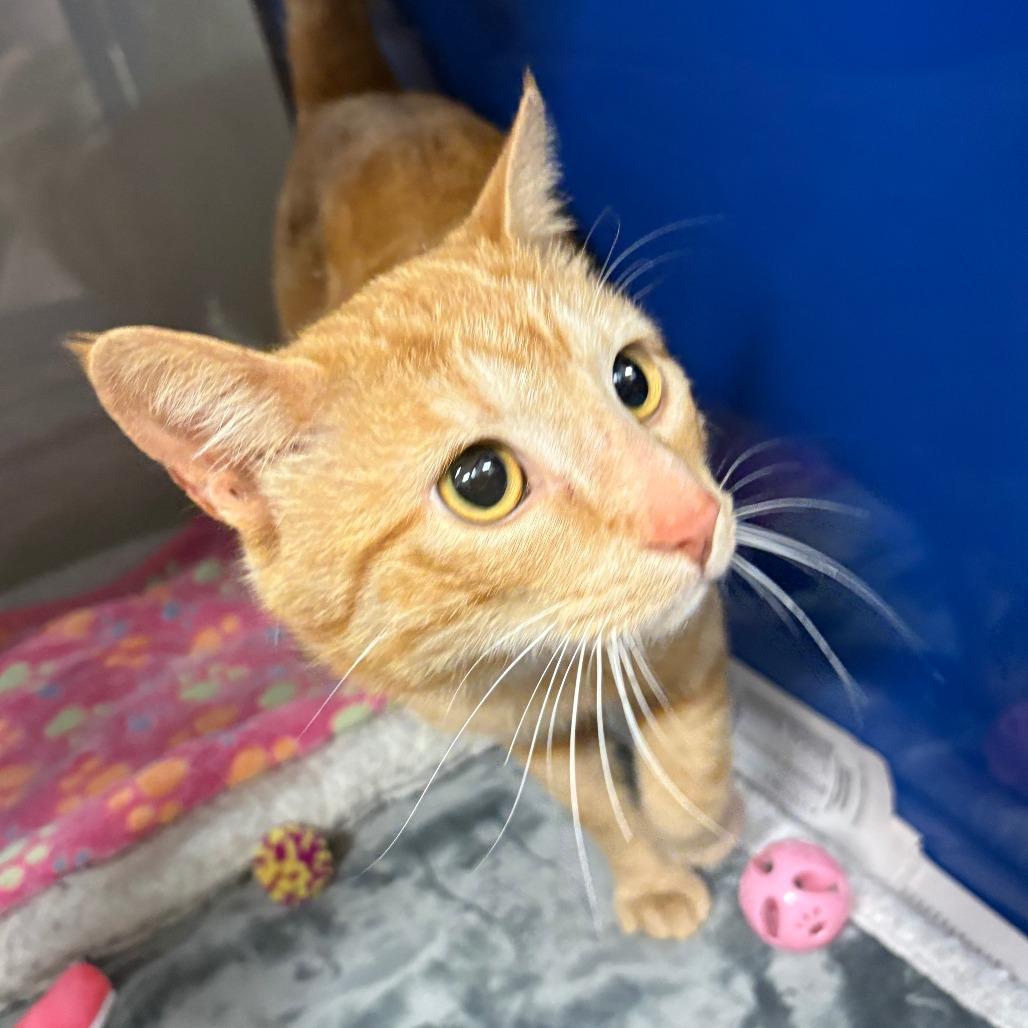 Jerry - 031801U, Adoptable, Adult Male Domestic Short Hair.