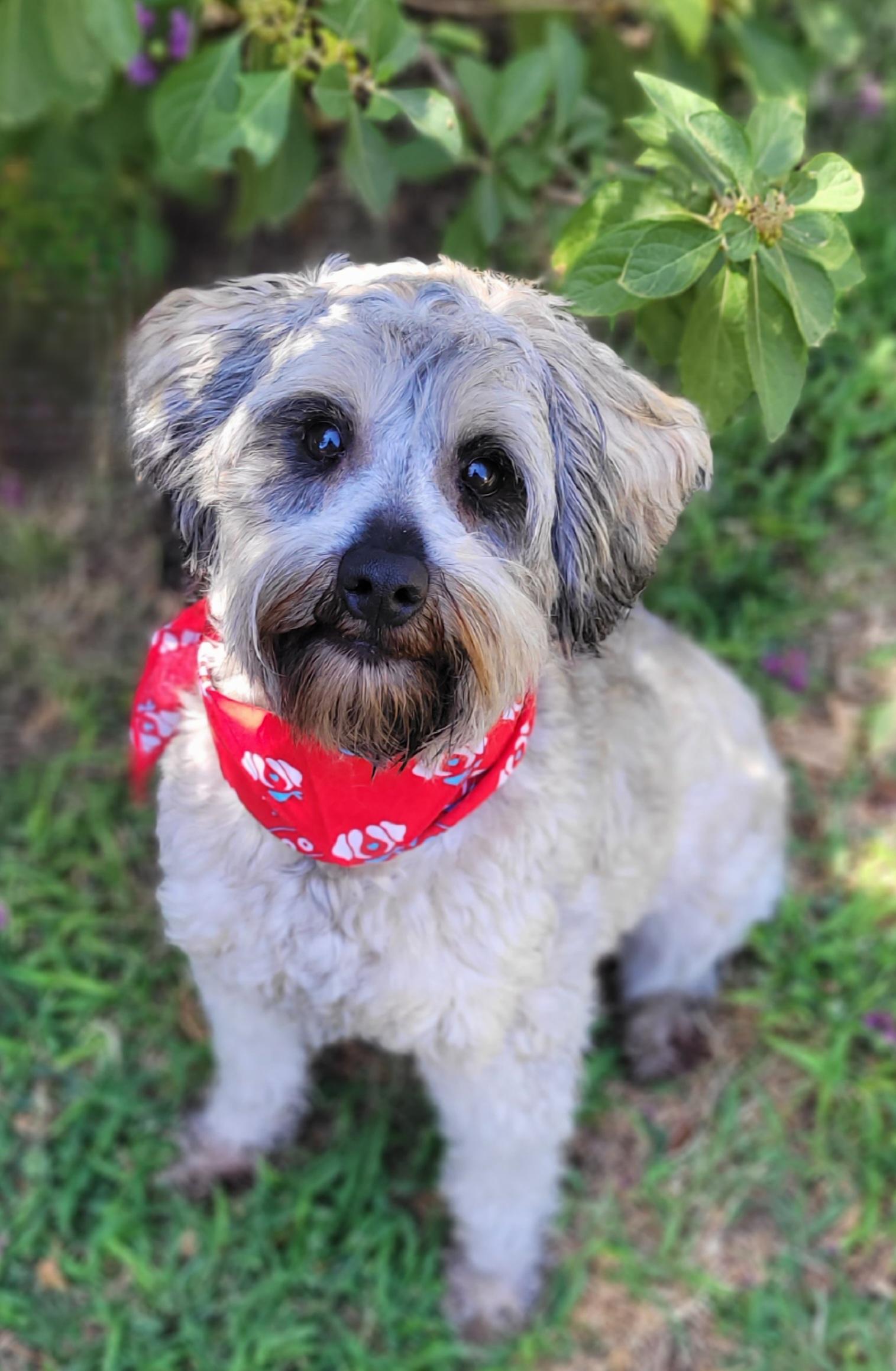 Enlarge Harry, a ADOPTABLE mixed breed in Vernon, TX image 2/2