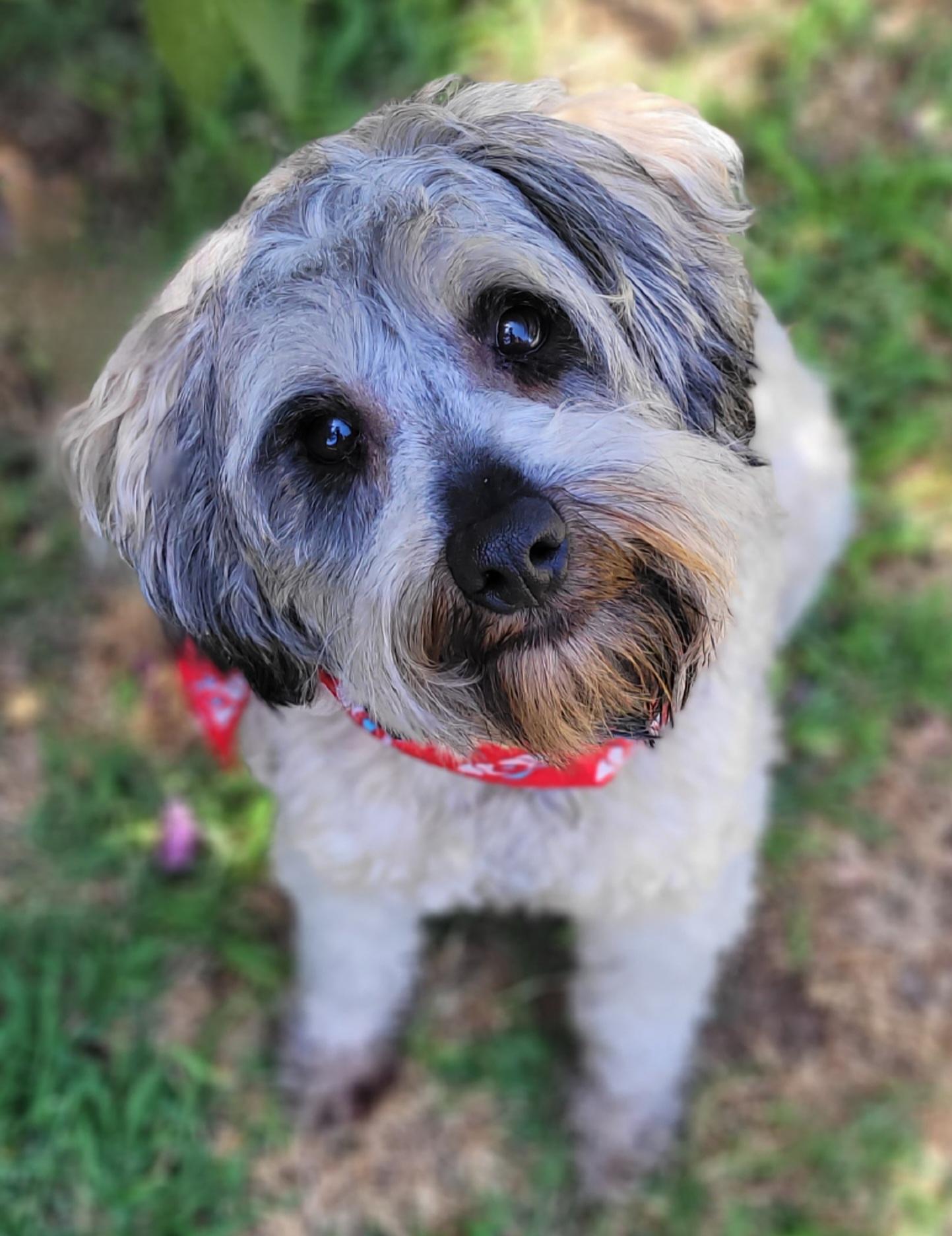 Harry, ADOPTABLE, Young Male Miniature Schnauzer & Miniature Poodle.