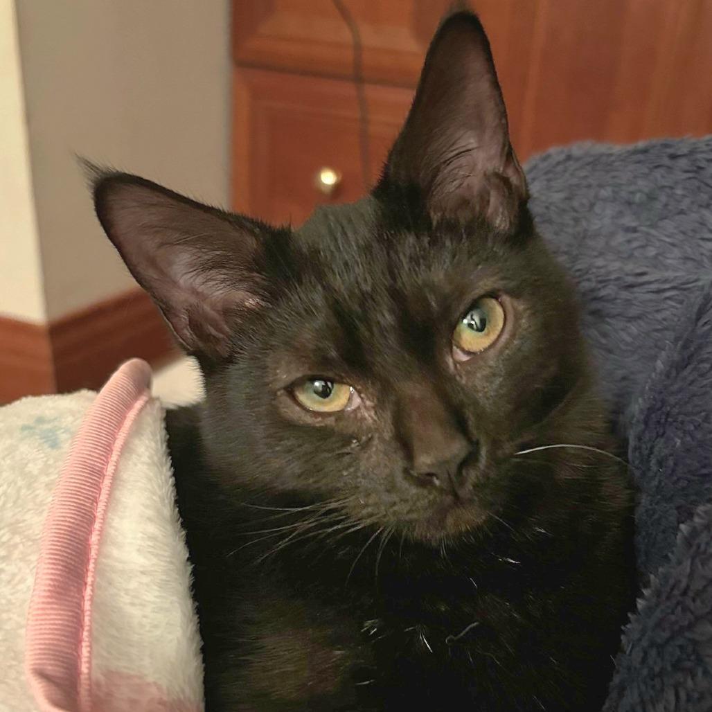 Sally, Adoptable, Kitten Female Domestic Medium Hair.