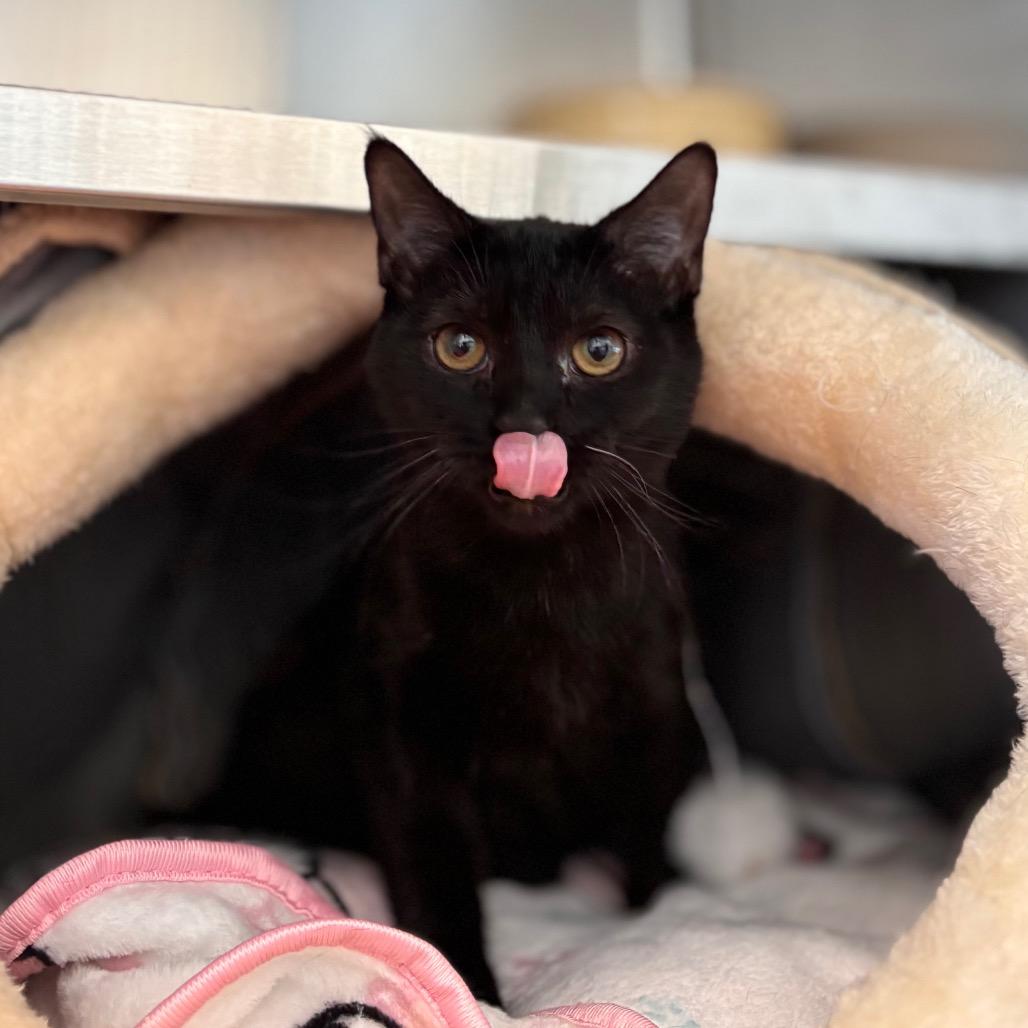 Enlarge Sally, a Adoptable Domestic Medium Hair in Nashville, IN image 1/6