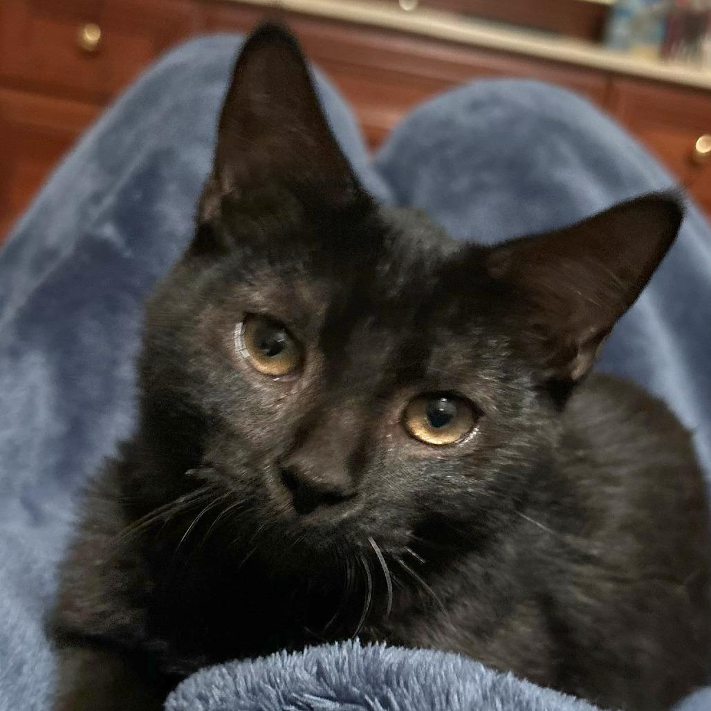 Enlarge Sally, a Adoptable Domestic Medium Hair in Nashville, IN image 2/6