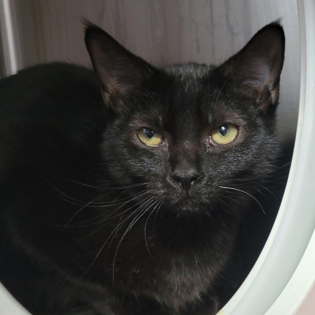 Enlarge Sally, a Adoptable Domestic Medium Hair in Nashville, IN image 3/6