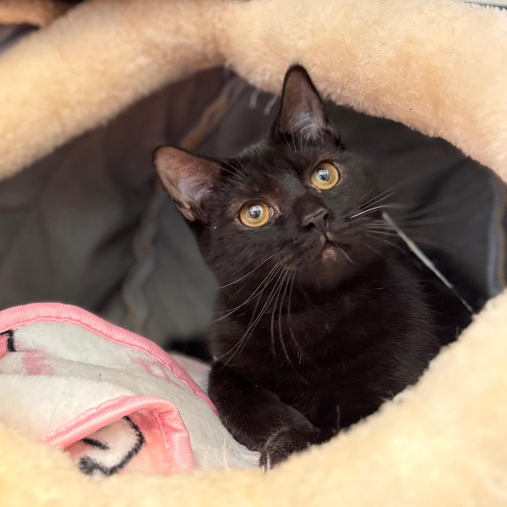 Enlarge Sally, a Adoptable Domestic Medium Hair in Nashville, IN image 2/6