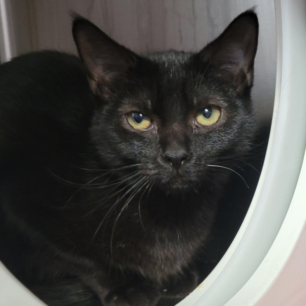 Enlarge Sally, a Adoptable Domestic Medium Hair in Nashville, IN image 4/6