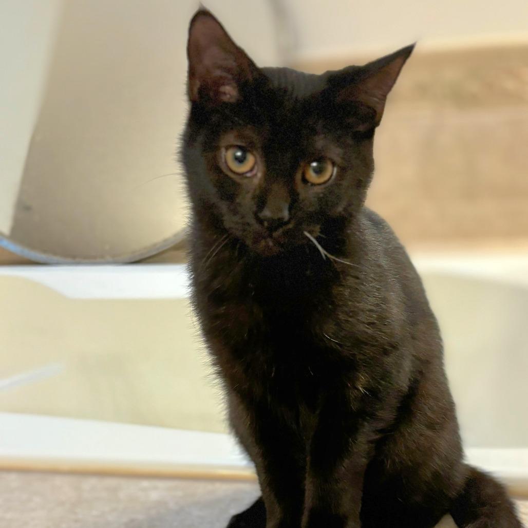 Enlarge Sally, a Adoptable Domestic Medium Hair in Nashville, IN image 5/6