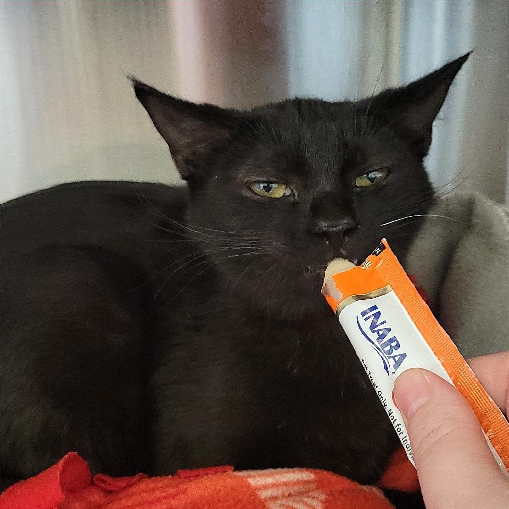 Enlarge Sally, a Adoptable Domestic Medium Hair in Nashville, IN image 6/6