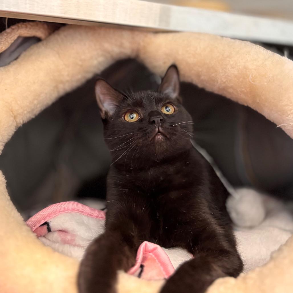 Enlarge Sally, a Adoptable Domestic Medium Hair in Nashville, IN image 3/6