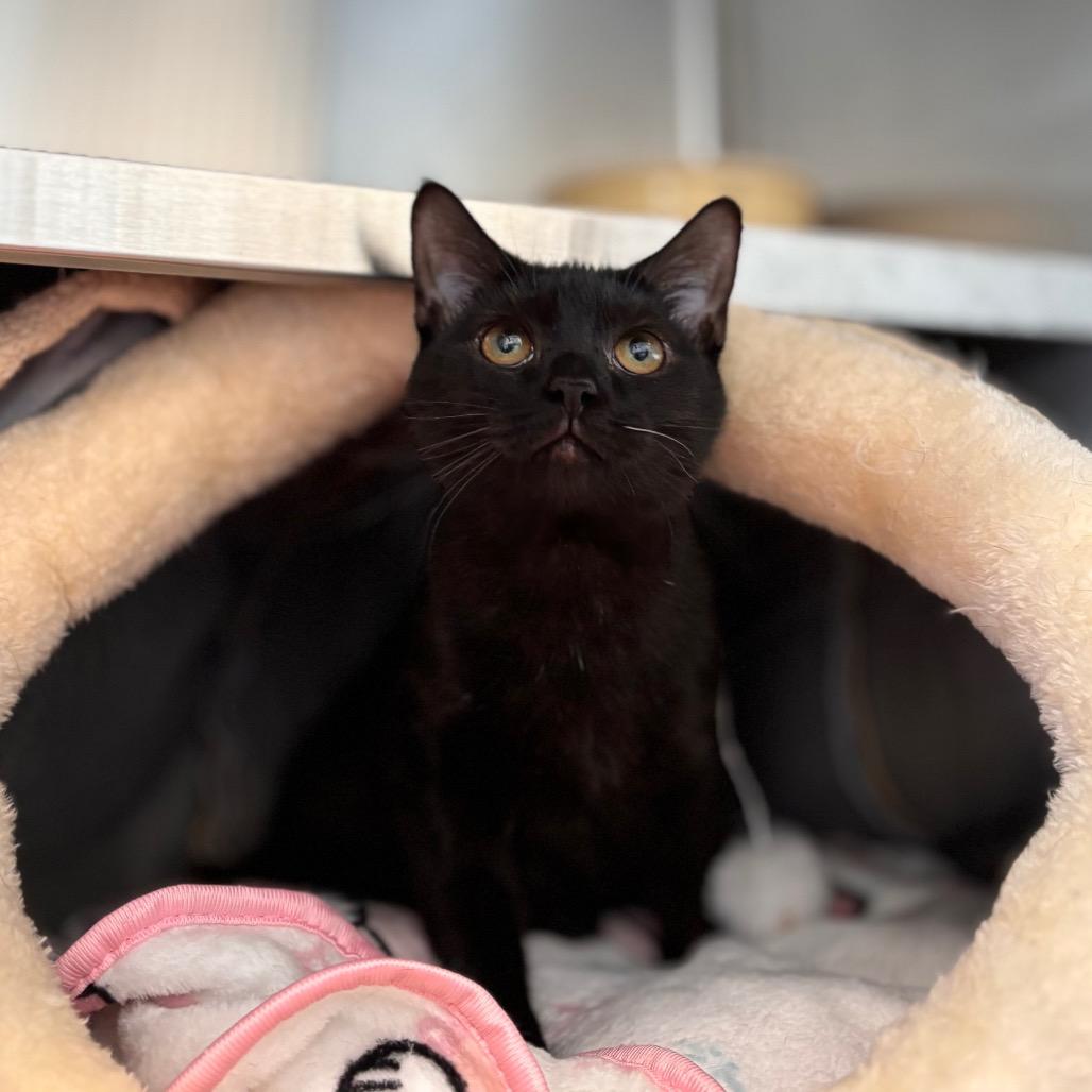 Enlarge Sally, a Adoptable Domestic Medium Hair in Nashville, IN image 5/6