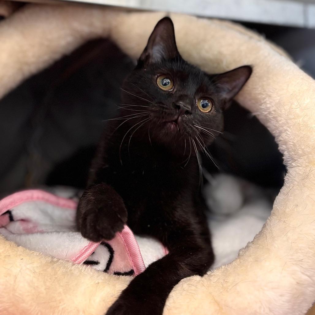 Enlarge Sally, a Adoptable Domestic Medium Hair in Nashville, IN image 6/6