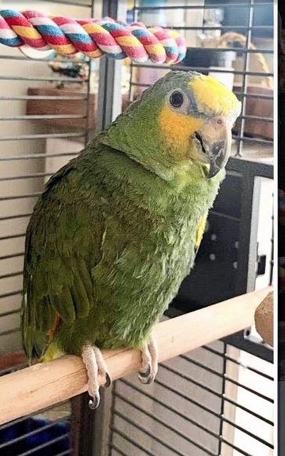 Enlarge Bumber, a Adoptable Amazon in Belford, NJ image 1/2