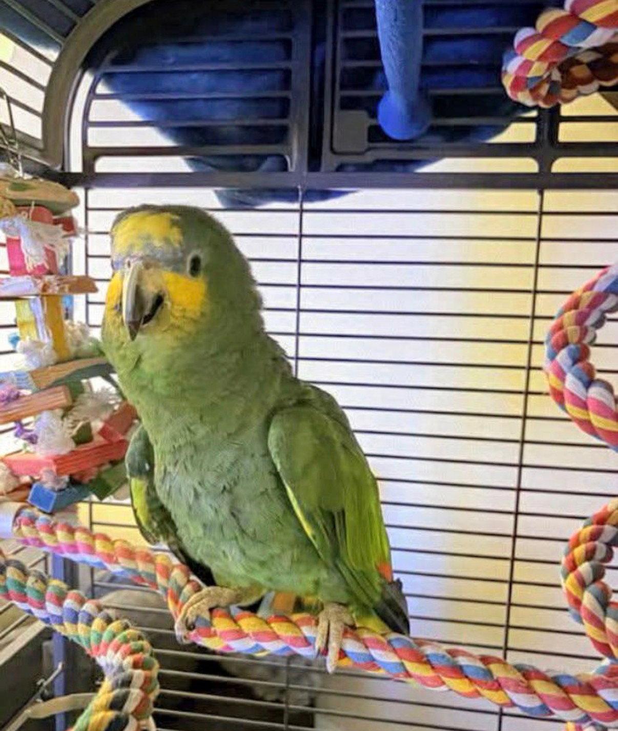 Enlarge Bumber, a Adoptable Amazon in Belford, NJ image 2/2