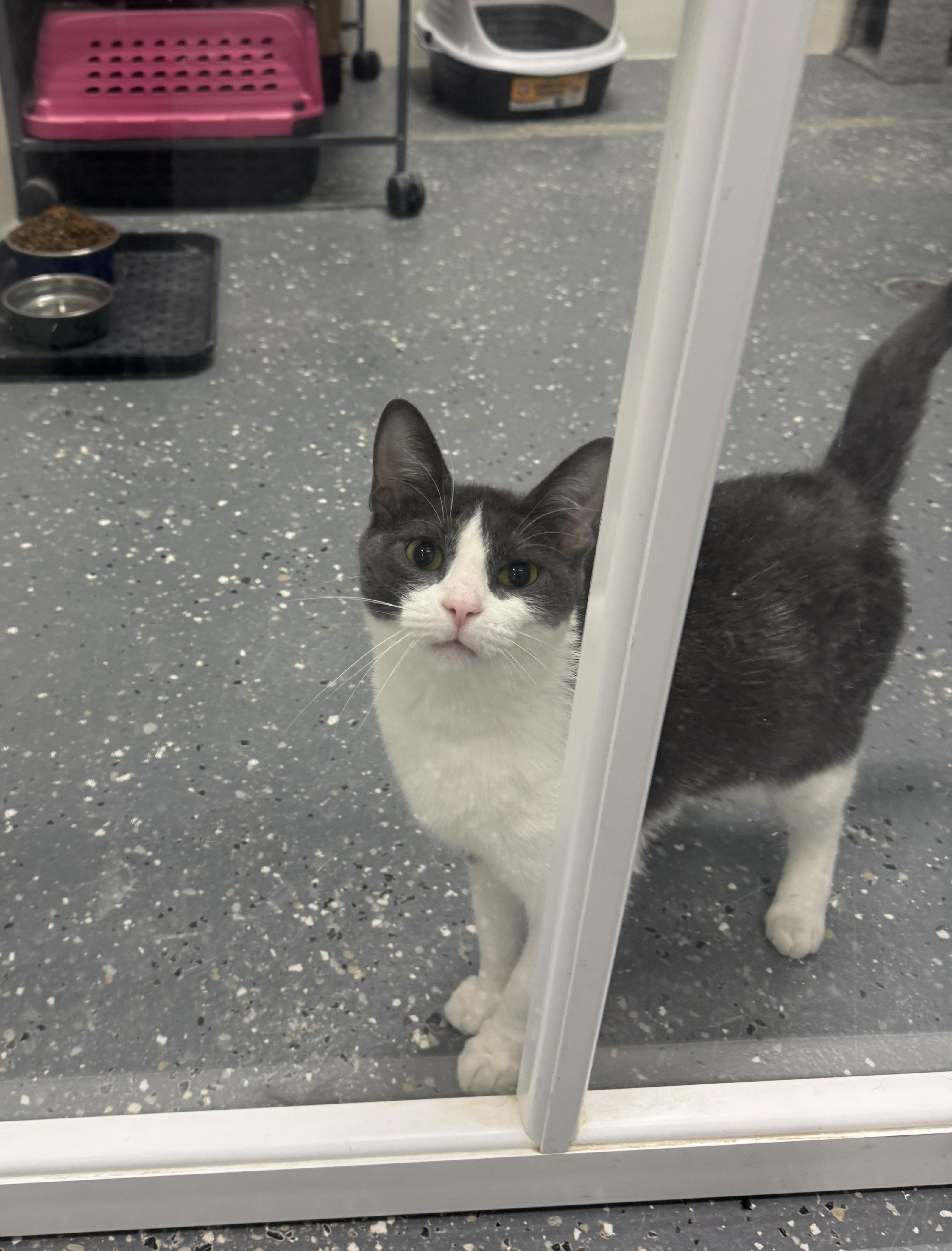 Enlarge Mushu, a Adoptable Domestic Short Hair in Wayland, MI image 1/1