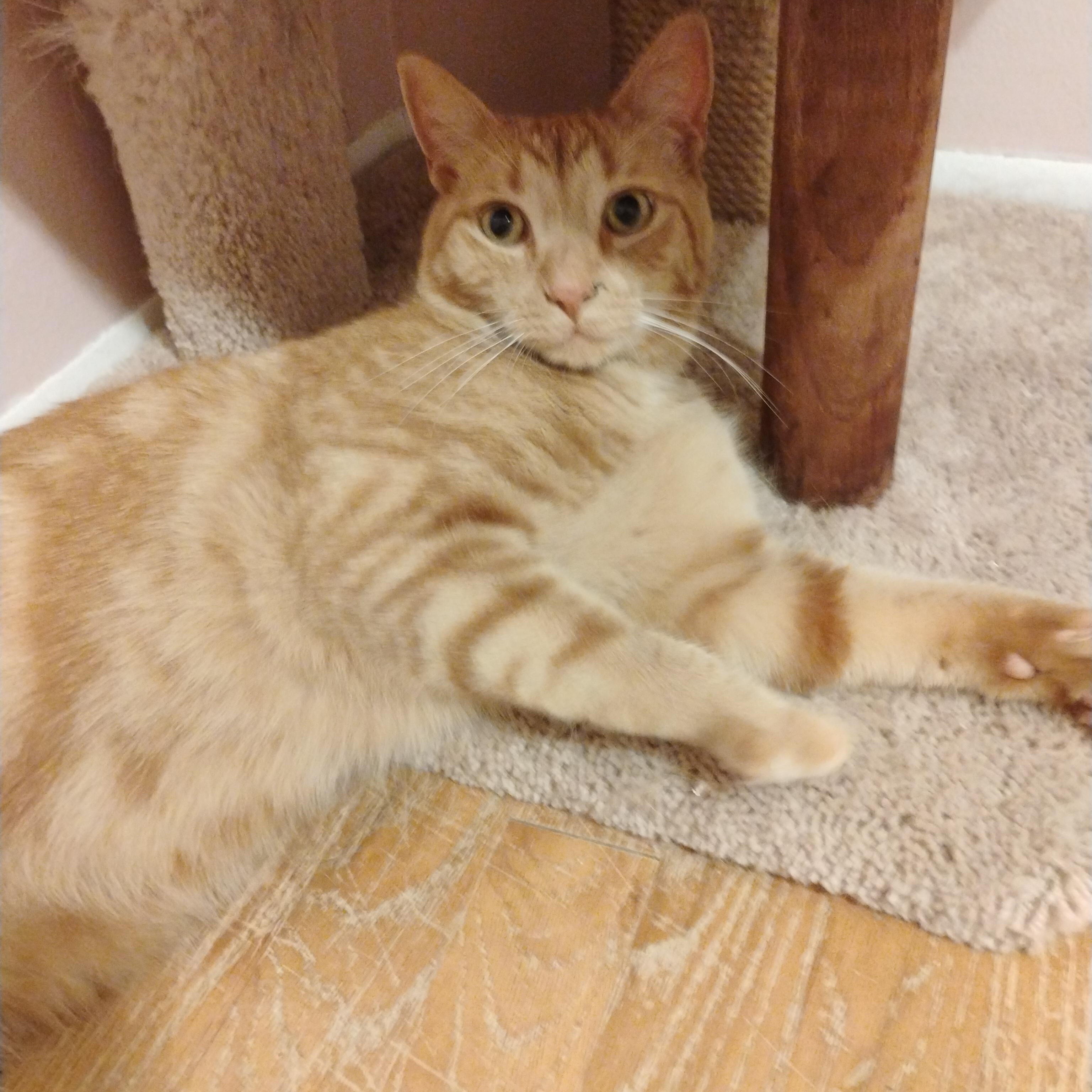 Enlarge Rusty, a Adoptable Domestic Short Hair in Sterling Heights, MI image 3/3