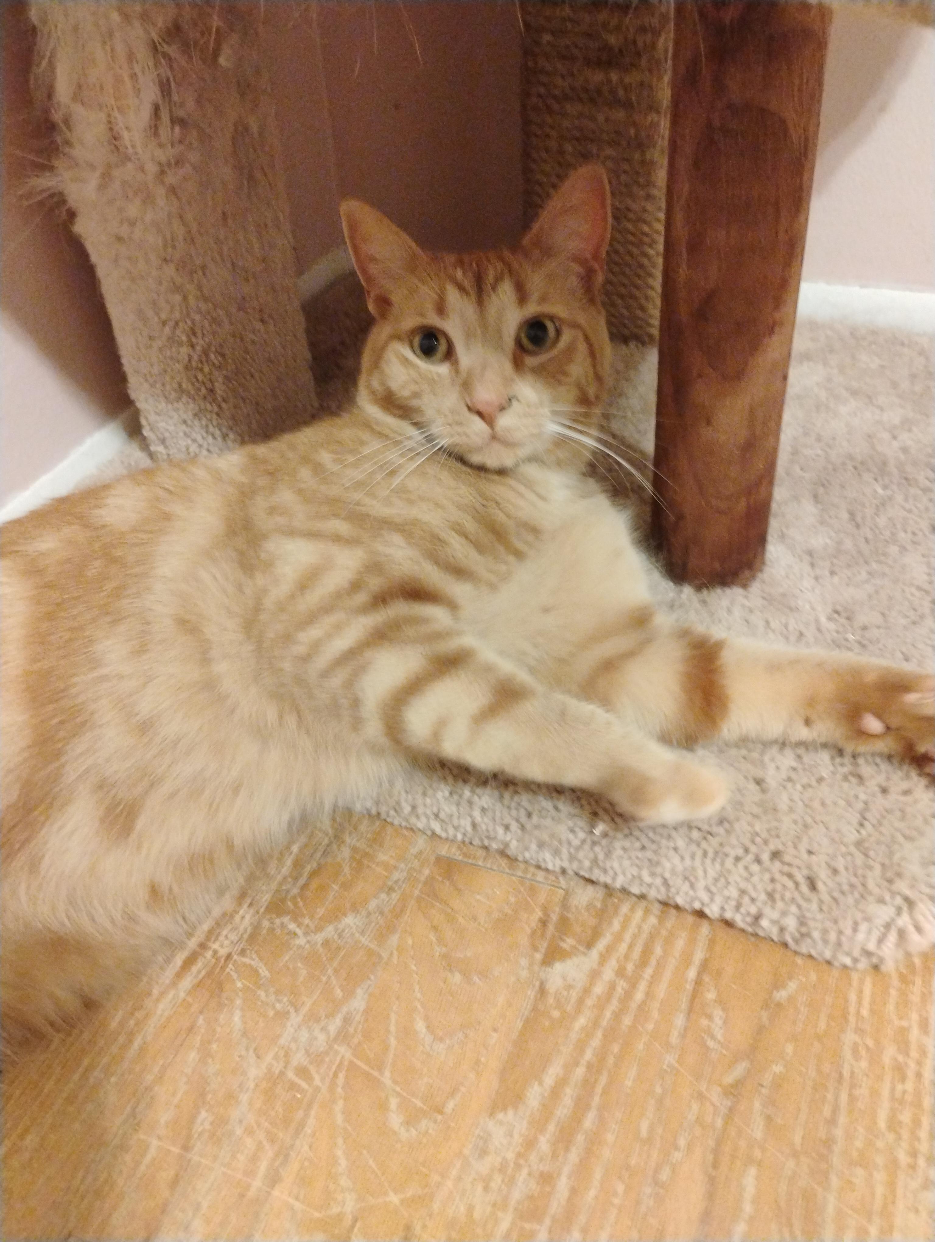 Enlarge Rusty, an adopted Domestic Short Hair in Sterling Heights, MI image 3/3