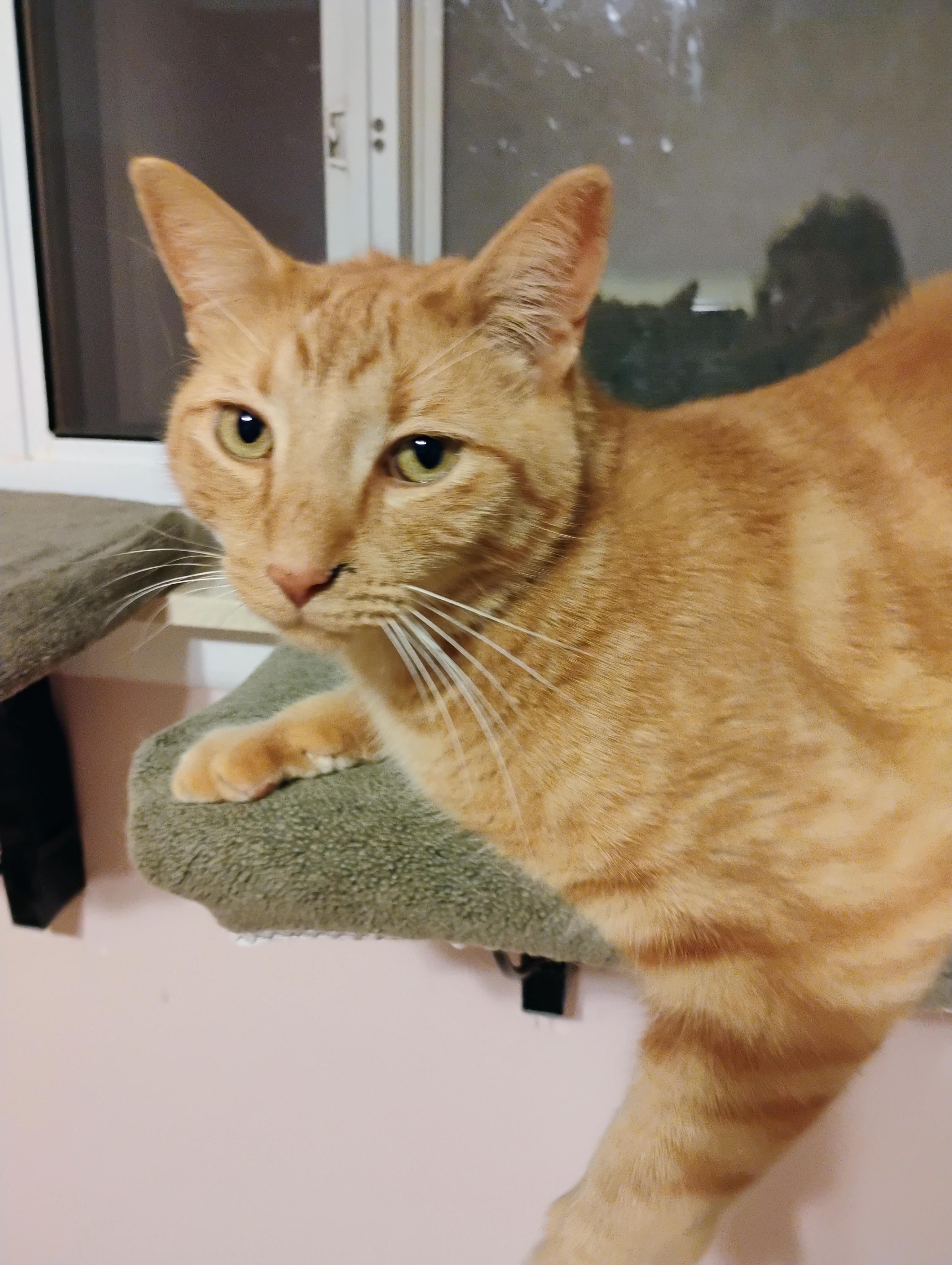 Rusty, adopted, Adult Male Domestic Short Hair.