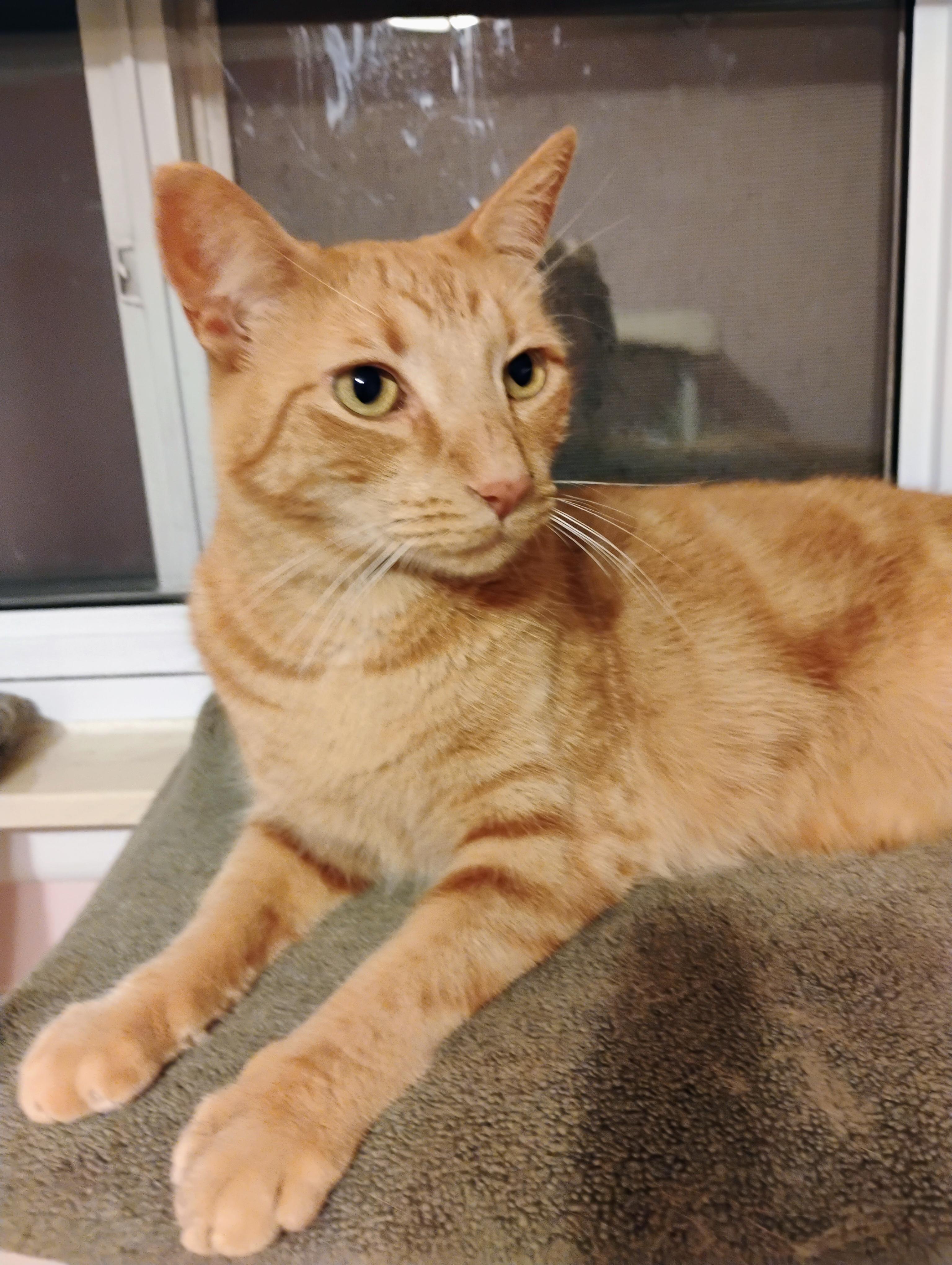 Enlarge Rusty, an adopted Domestic Short Hair in Sterling Heights, MI image 2/3