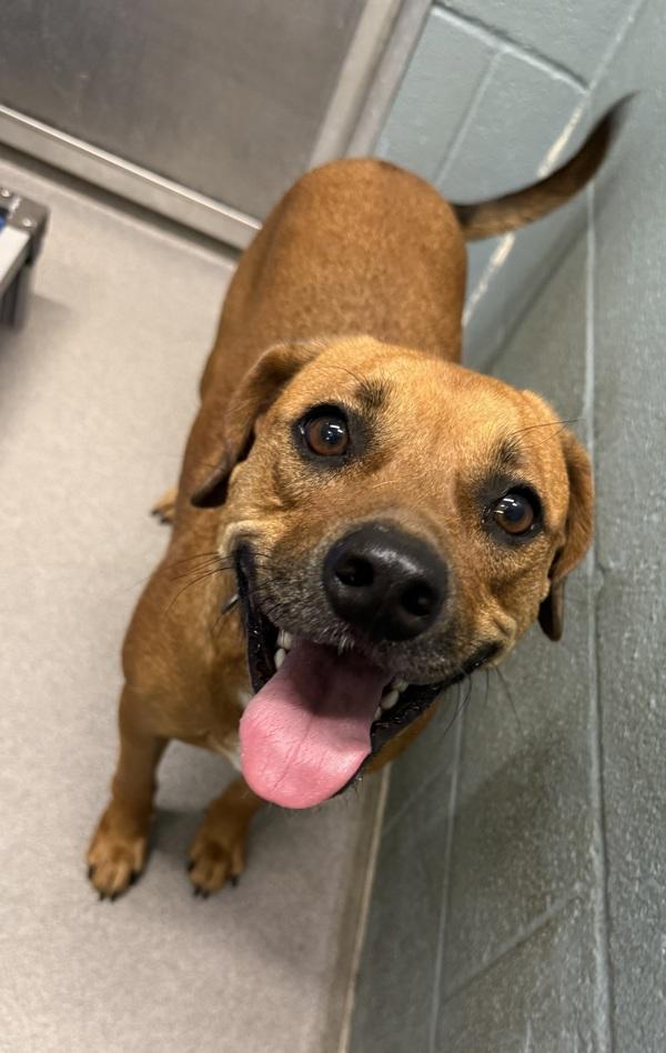 Rex, a Adoptable mixed breed in Lafayette, LA image 2/2
