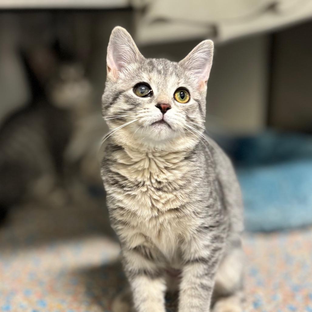 Georgia, Adoptable, Kitten Female Domestic Short Hair.