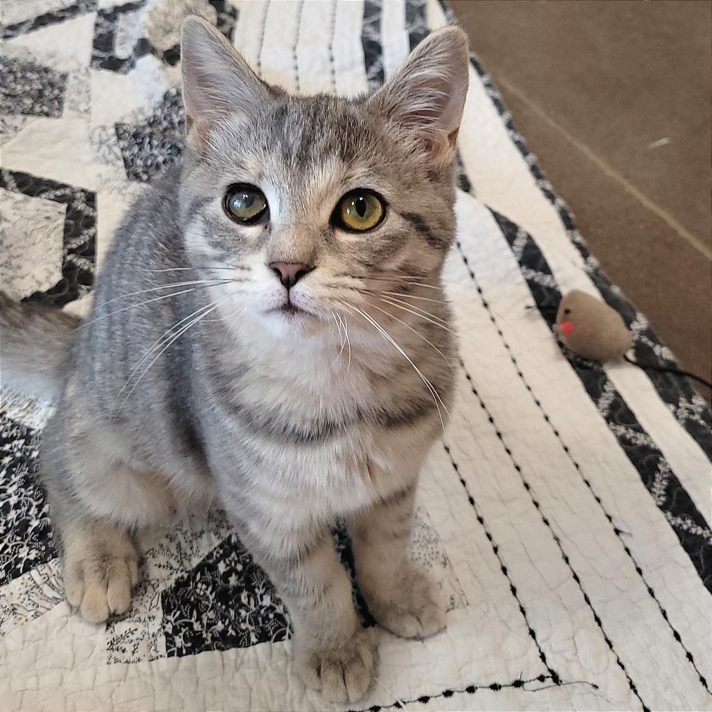 Enlarge Georgia, a Adoptable Domestic Short Hair in Nashville, IN image 2/6