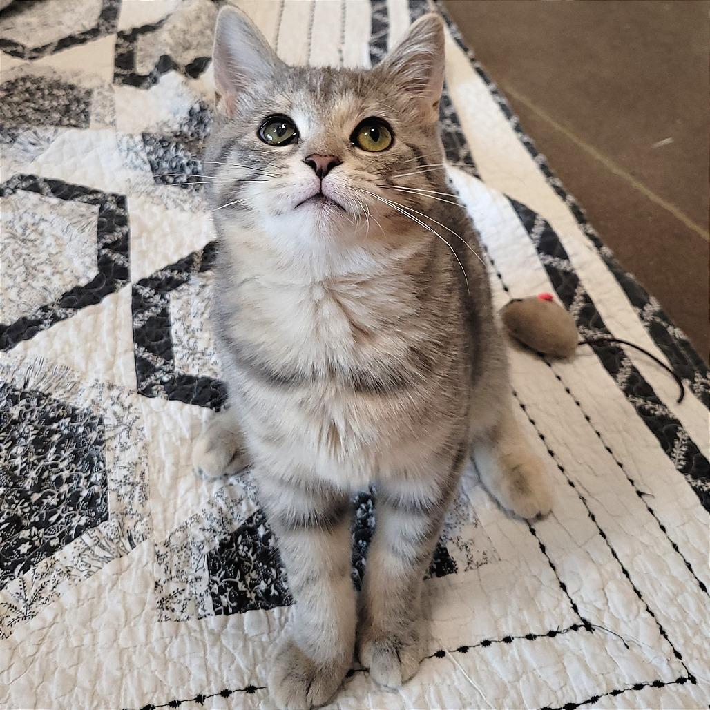 Enlarge Georgia, a Adoptable Domestic Short Hair in Nashville, IN image 3/6