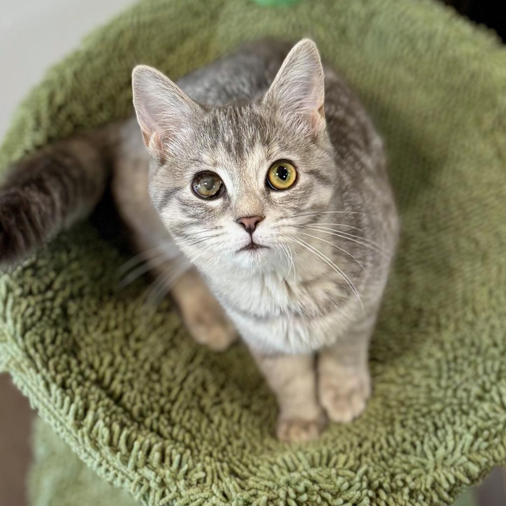 Enlarge Georgia, a Adoptable Domestic Short Hair in Nashville, IN image 3/6