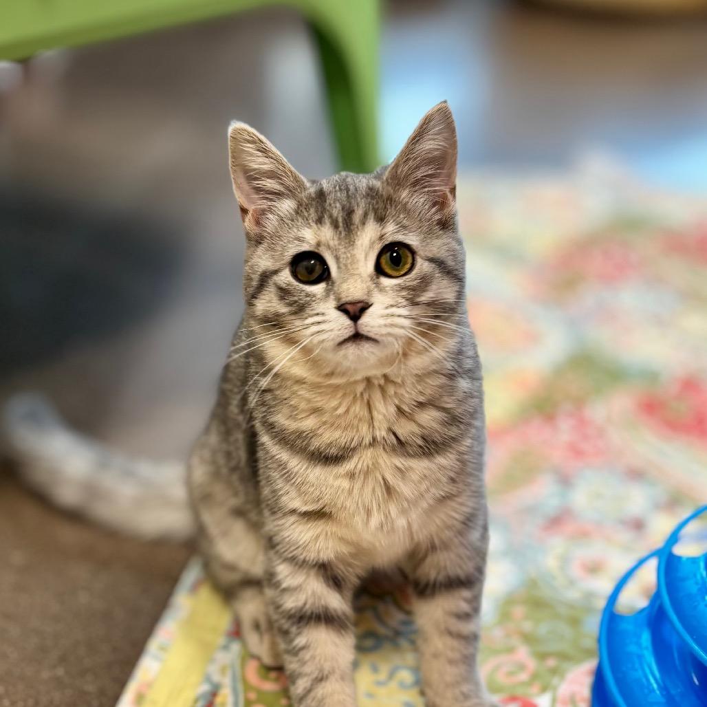 Enlarge Georgia, a Adoptable Domestic Short Hair in Nashville, IN image 4/6