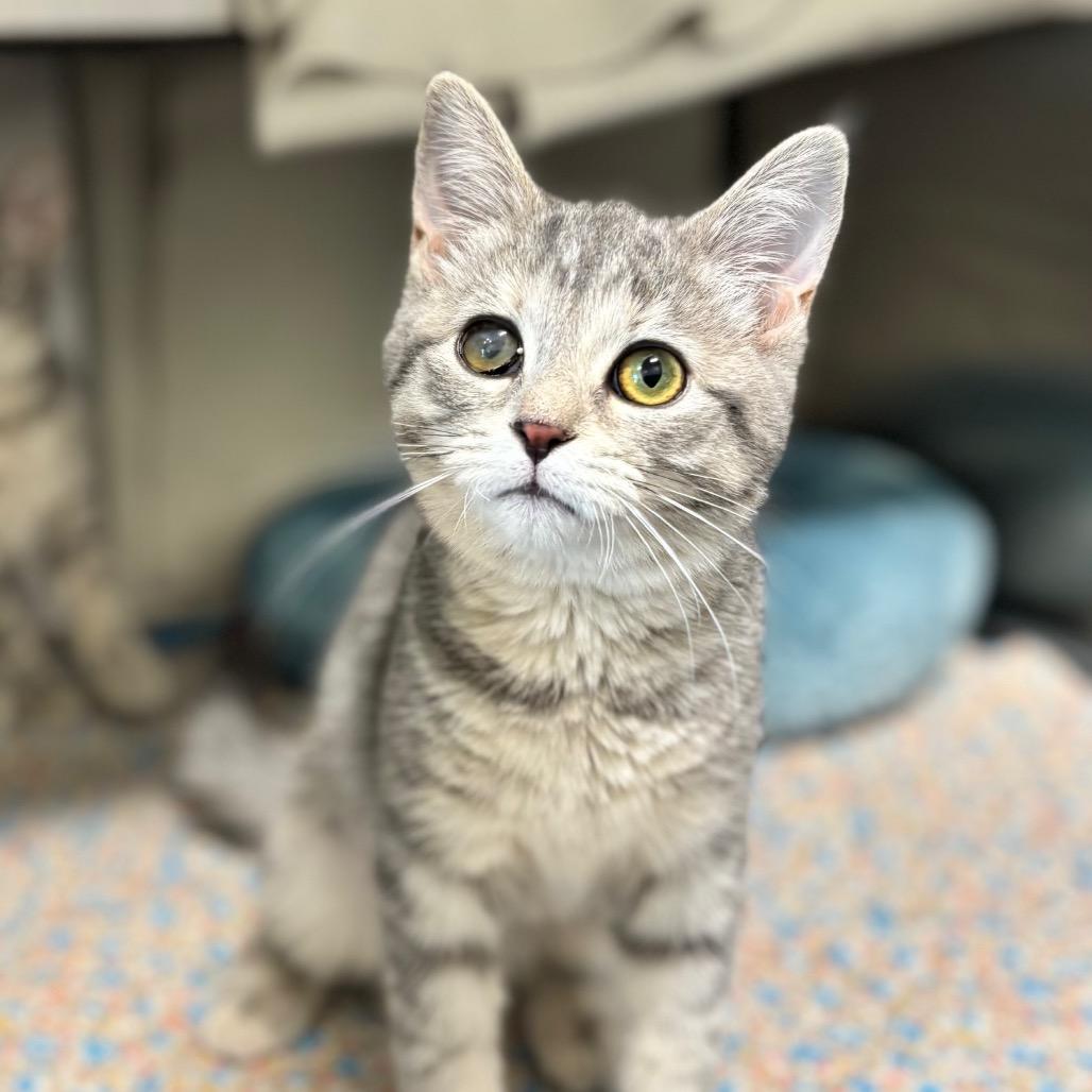 Enlarge Georgia, a Adoptable Domestic Short Hair in Nashville, IN image 5/6