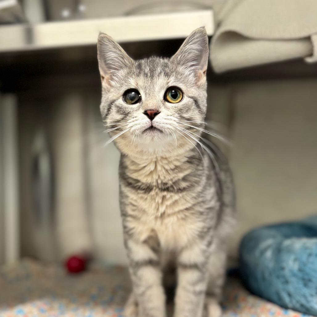 Enlarge Georgia, a Adoptable Domestic Short Hair in Nashville, IN image 6/6