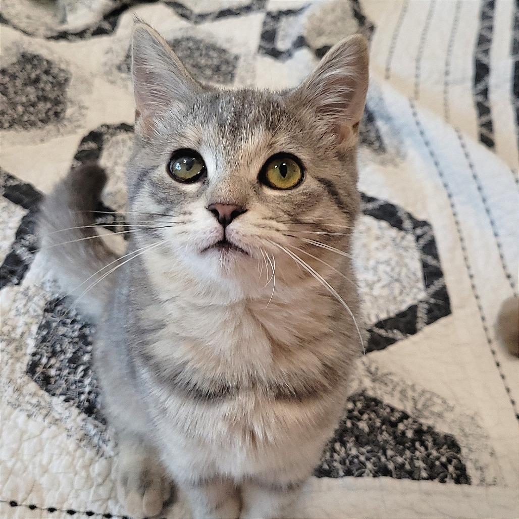 Enlarge Georgia, a Adoptable Domestic Short Hair in Nashville, IN image 6/6