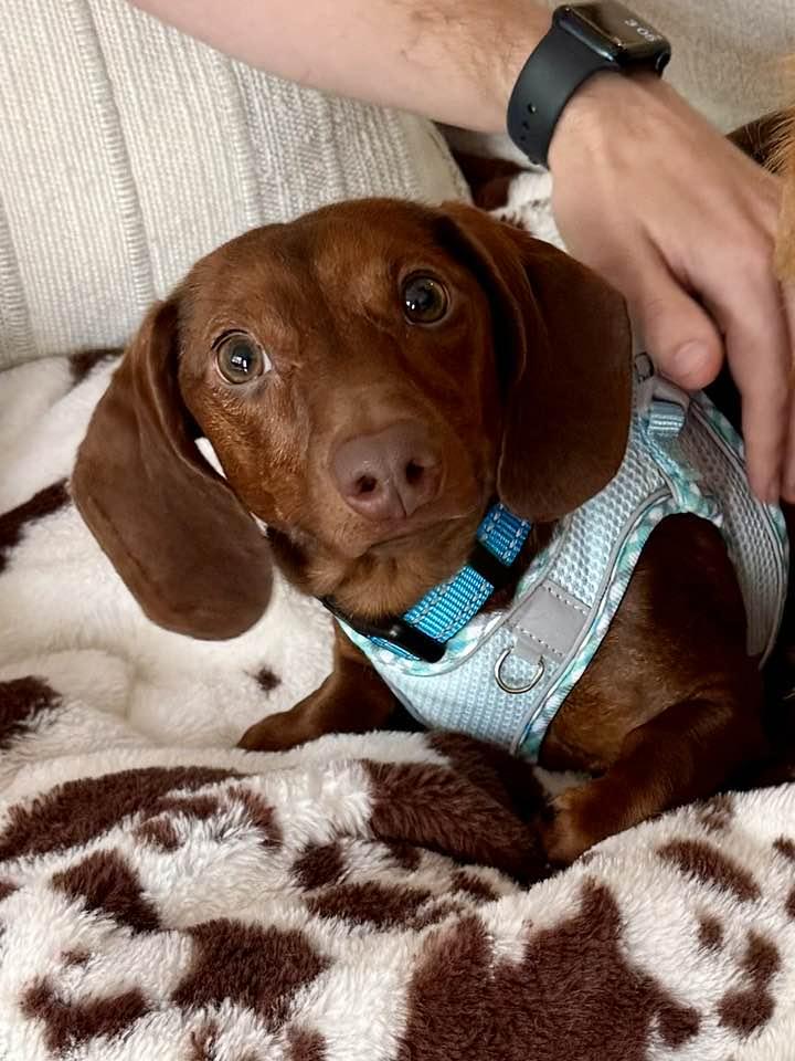 Franklin, a Adopted Dachshund in Lee's Summit, MO image 1/3