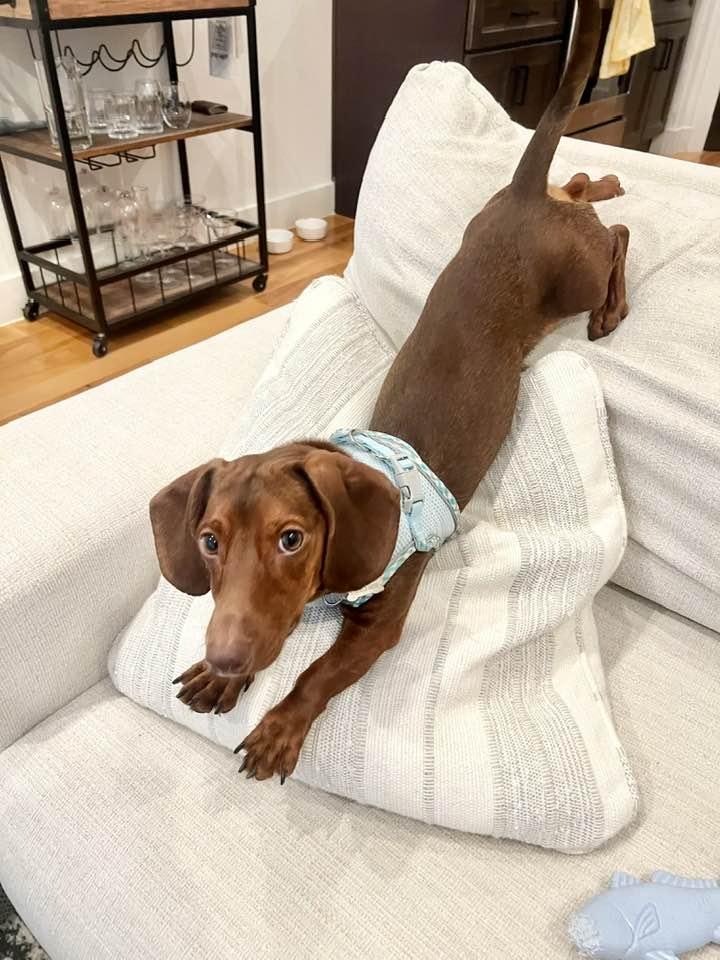 Franklin, a Adopted Dachshund in Lee's Summit, MO image 2/3