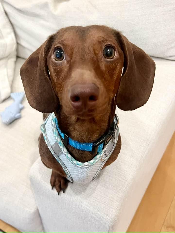 Franklin, a Adopted Dachshund in Lee's Summit, MO image 3/3