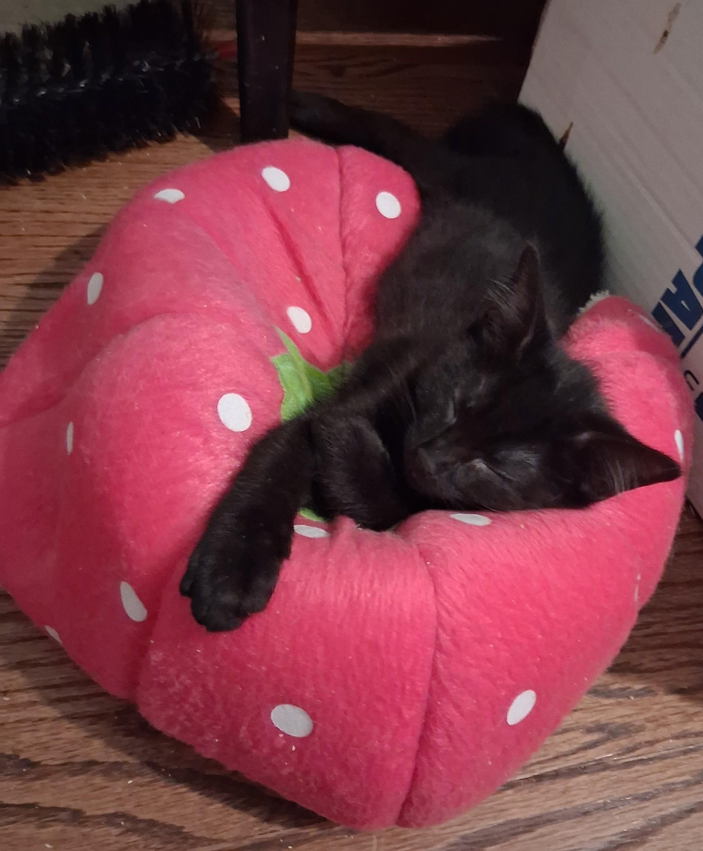 Enlarge Baby Panther, a ADOPTABLE Domestic Short Hair in Lynchburg, VA image 6/6