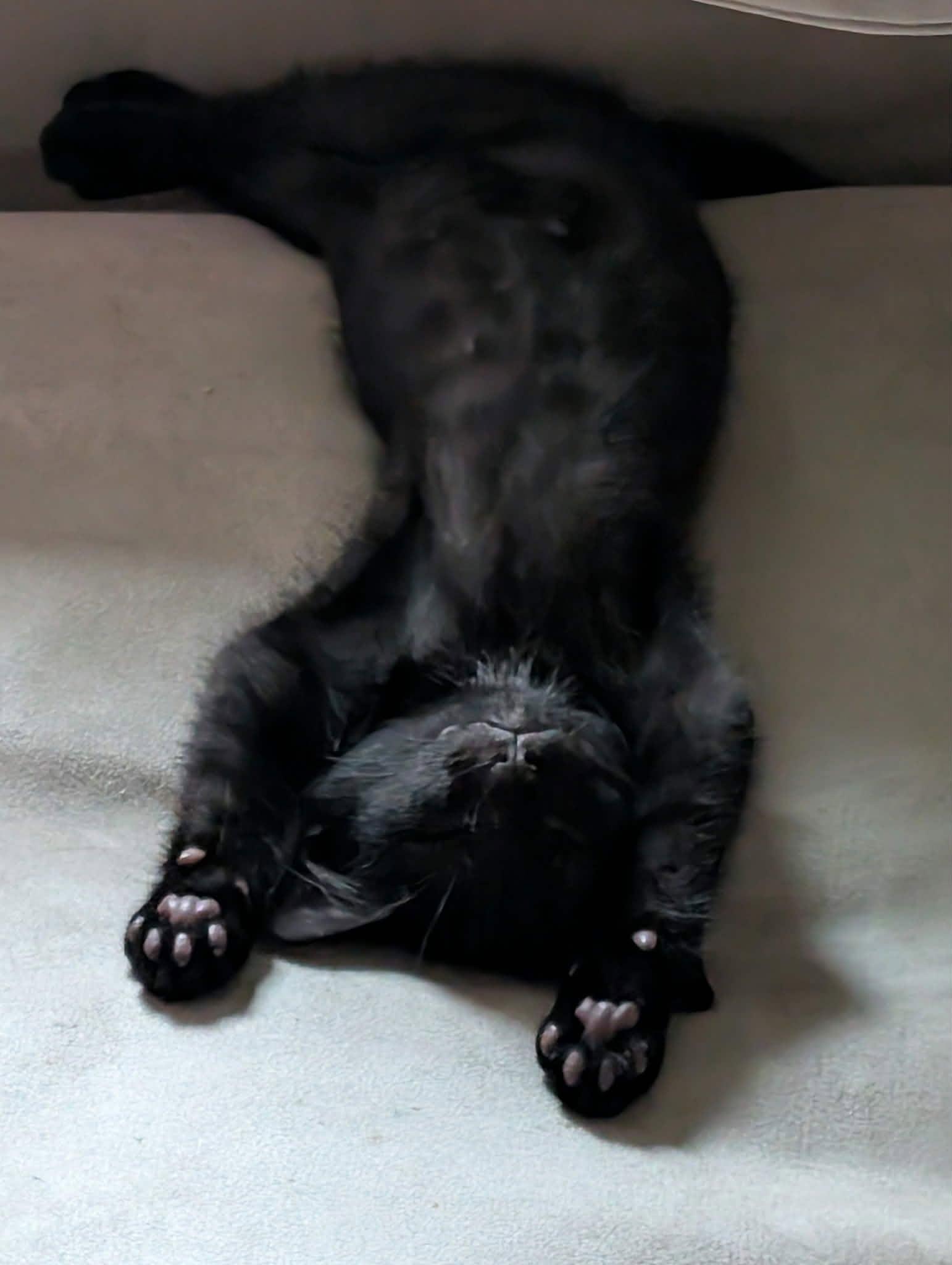 Enlarge Baby Panther, a ADOPTABLE Domestic Short Hair in Lynchburg, VA image 2/6