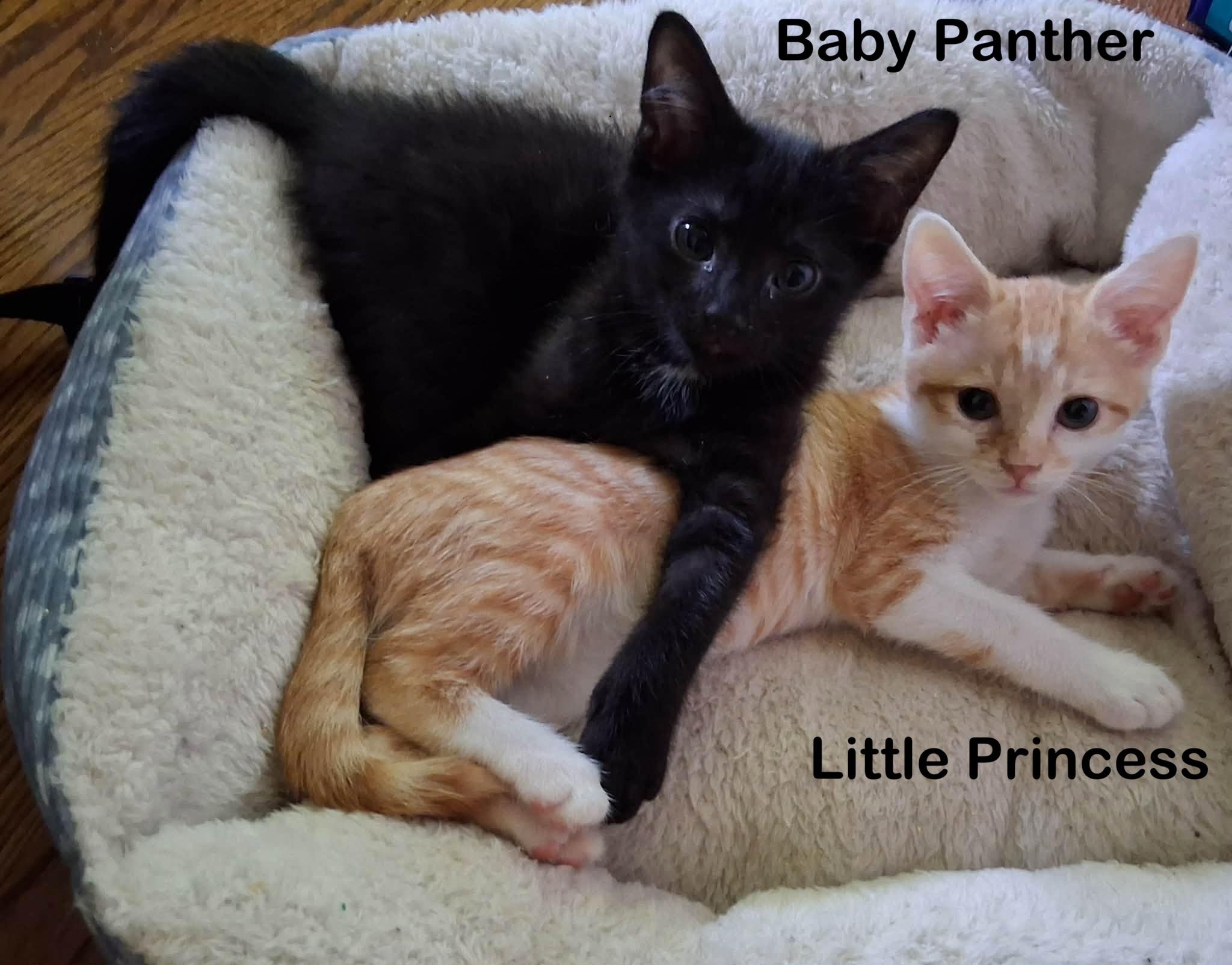 Enlarge Baby Panther, a ADOPTABLE Domestic Short Hair in Lynchburg, VA image 3/6