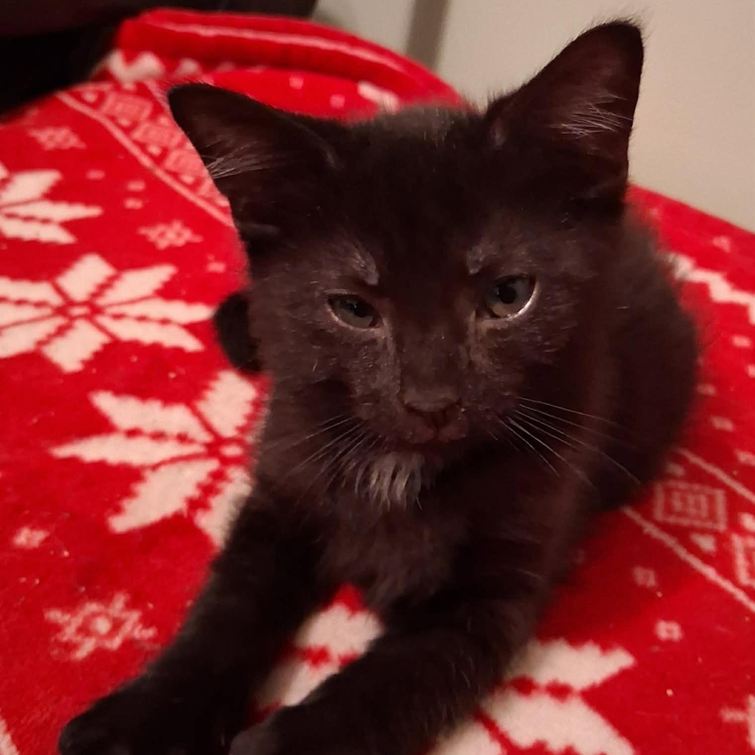 Baby Panther, ADOPTABLE, Kitten Male Domestic Short Hair.