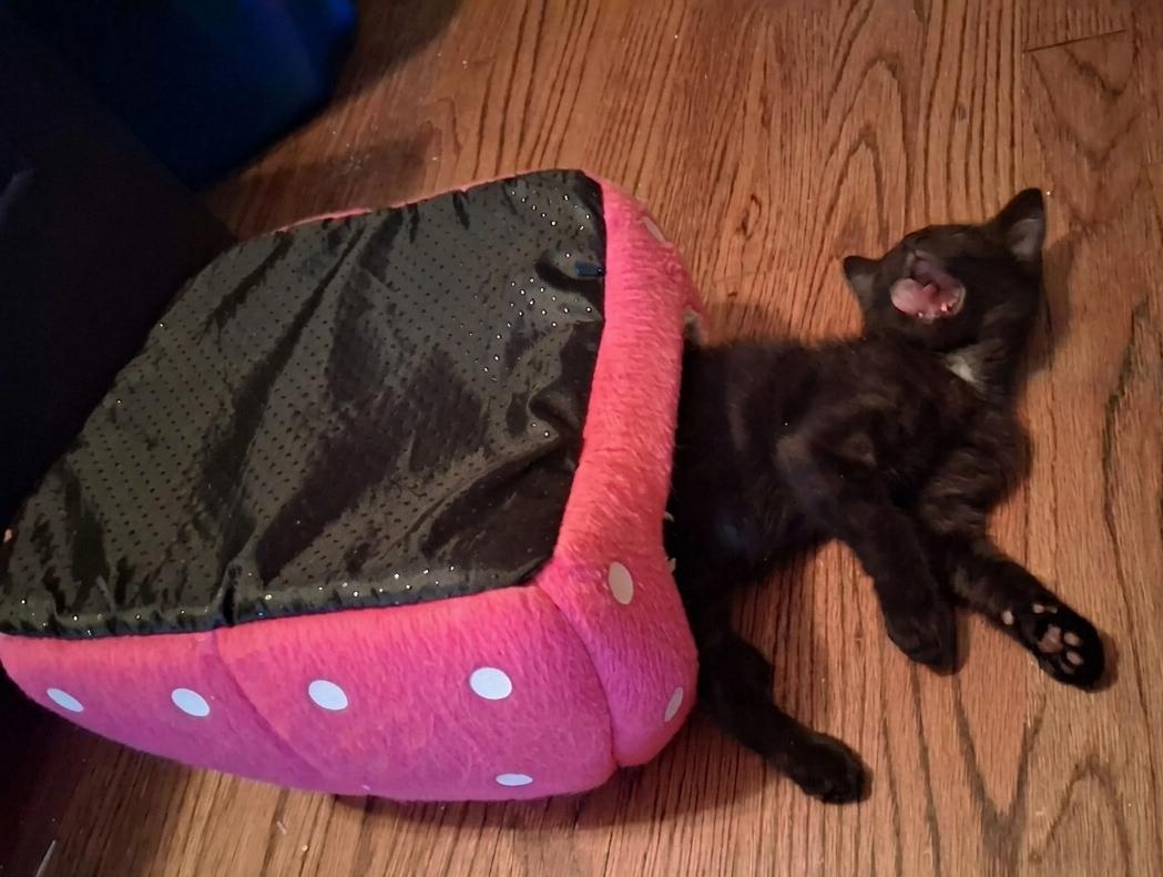 Enlarge Baby Panther, a ADOPTABLE Domestic Short Hair in Lynchburg, VA image 5/6