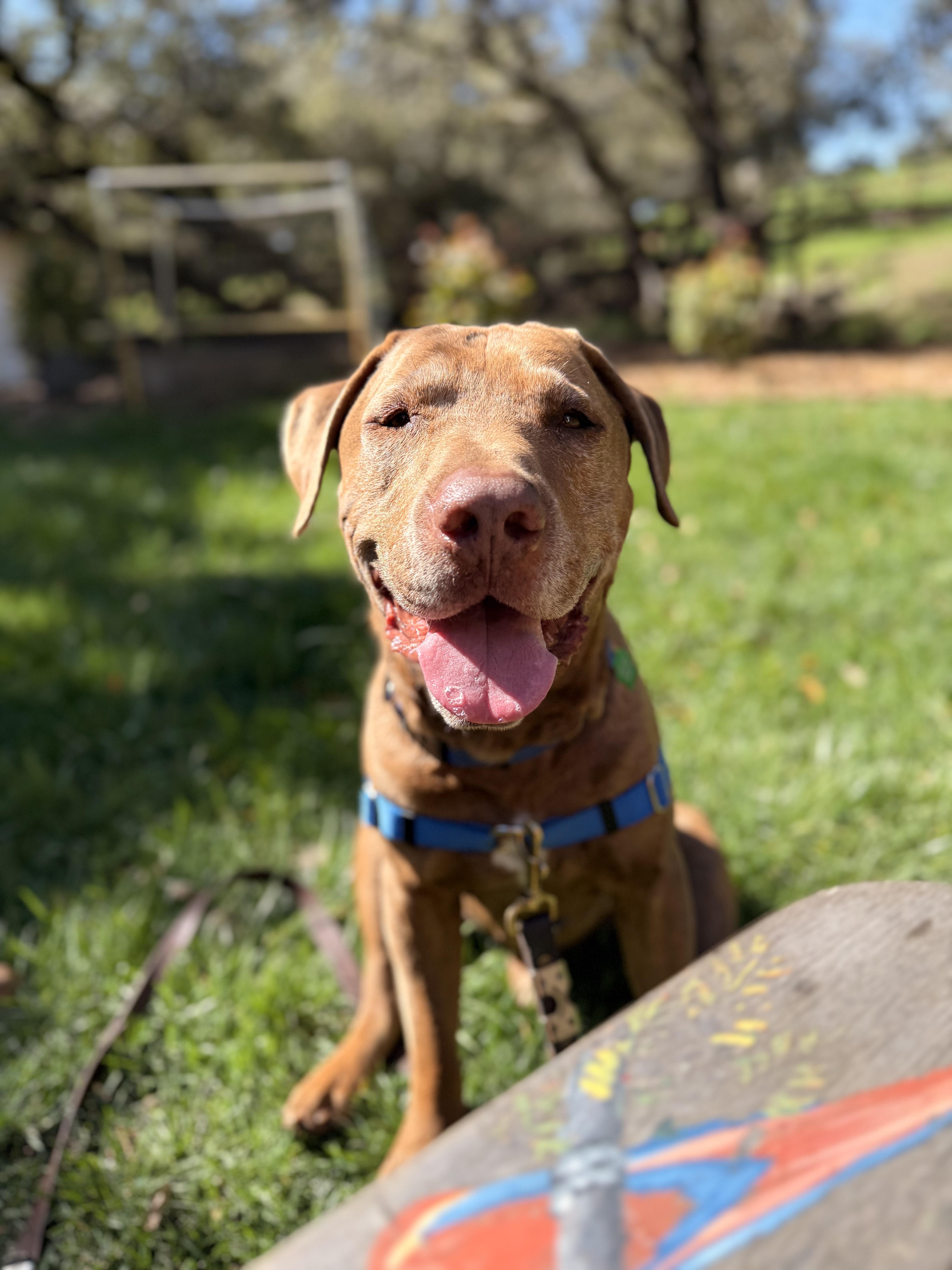Enlarge CHARLIE (SEEKING FOSPICE HOME), a ADOPTABLE mixed breed in Petaluma, CA image 4/4