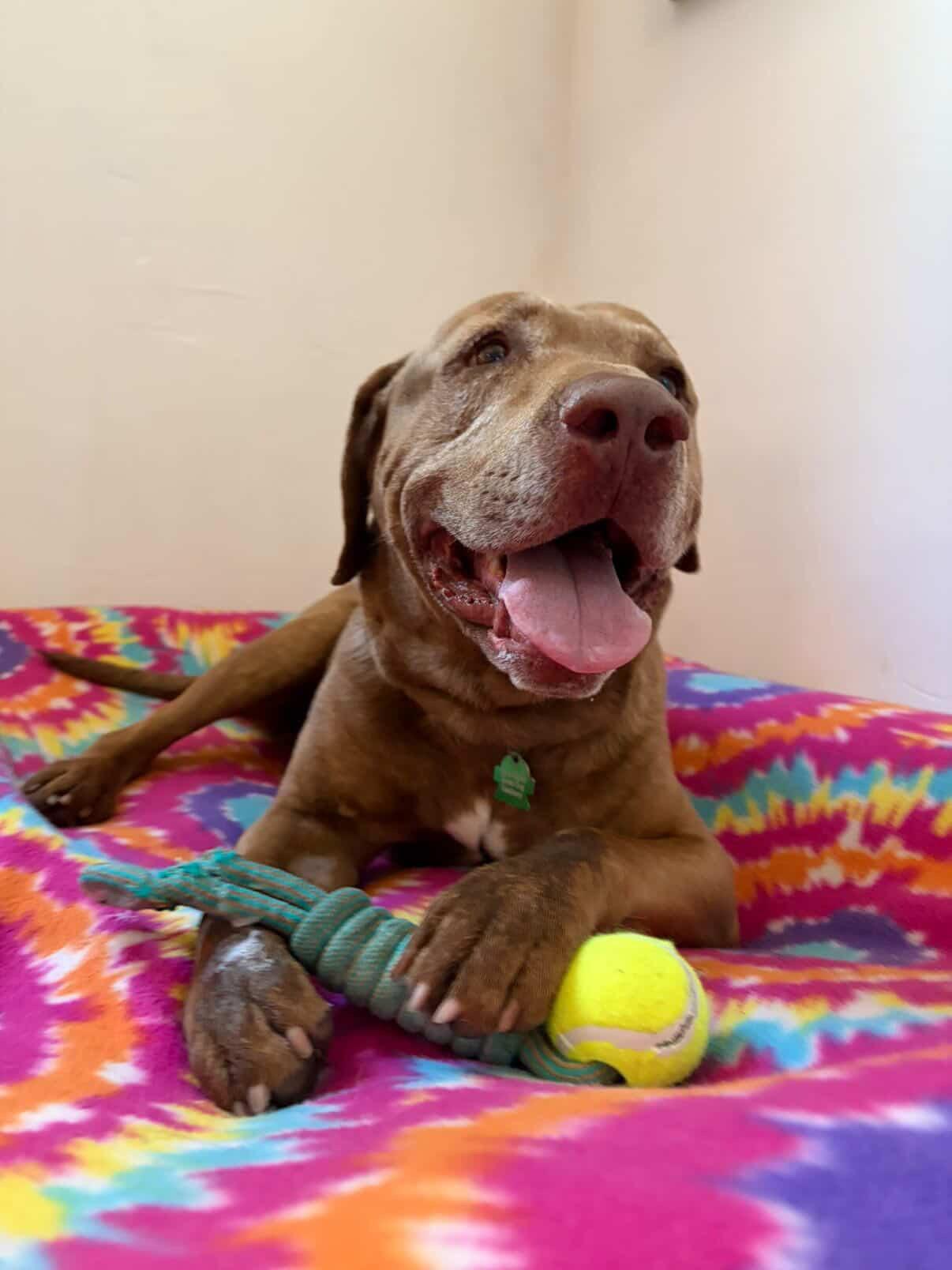 CHARLIE (SEEKING FOSPICE HOME), ADOPTABLE, Senior Male Labrador Retriever & Pit Bull Terrier.