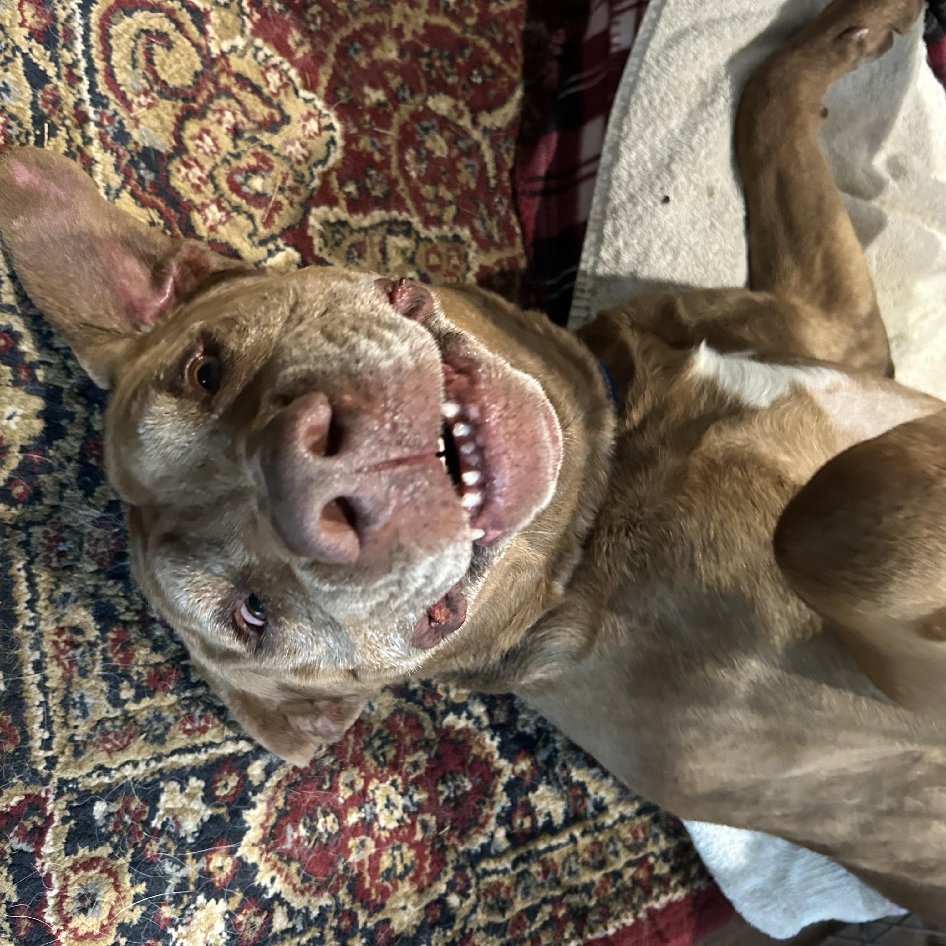 Enlarge CHARLIE (SEEKING FOSPICE HOME), a ADOPTABLE mixed breed in Petaluma, CA image 3/4