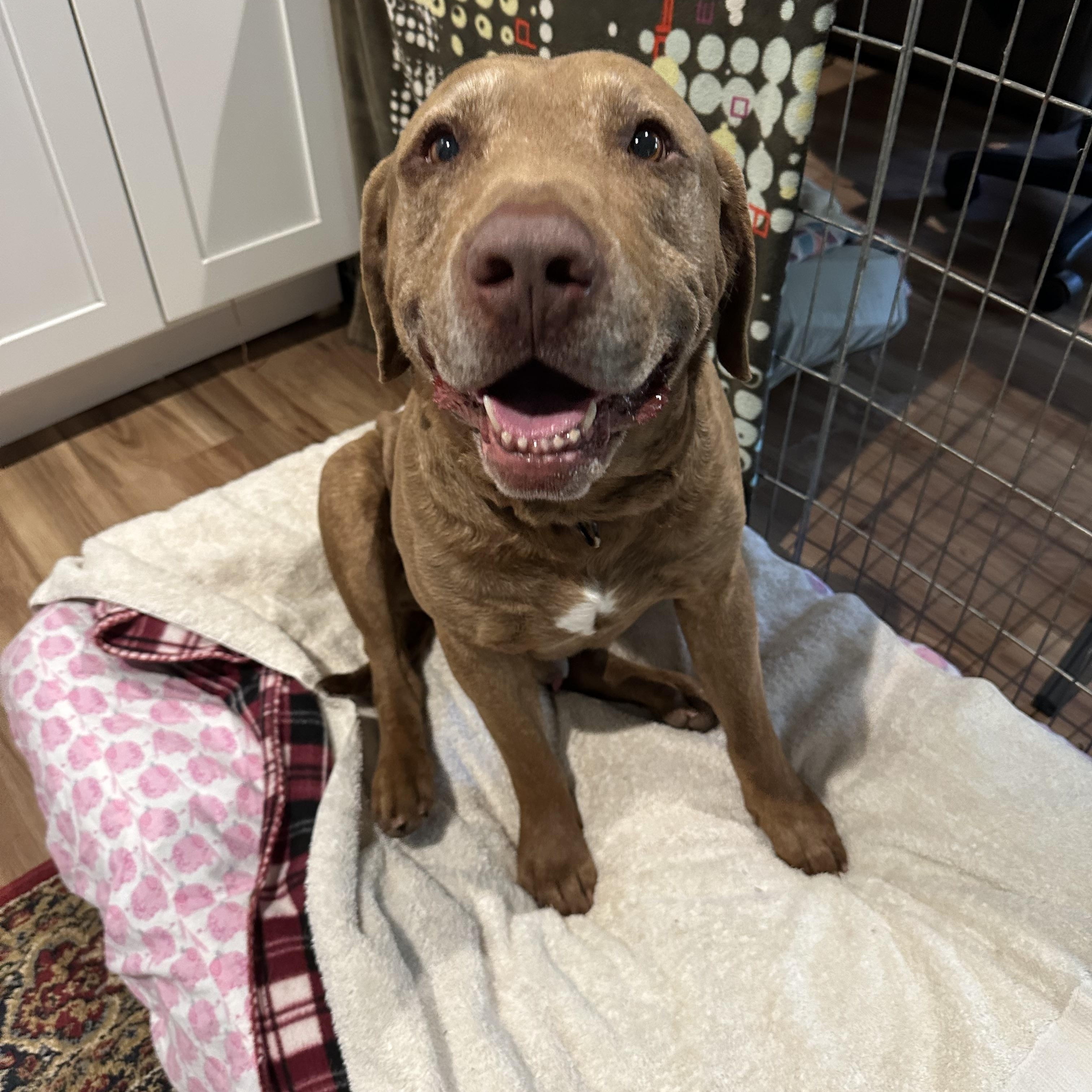 Enlarge CHARLIE (SEEKING FOSPICE HOME), a ADOPTABLE mixed breed in Petaluma, CA image 2/4